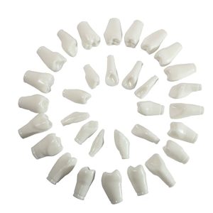 DIENTE PARA TIPODONTO GIGANTE (JUEGO CON 32 PIEZAS)