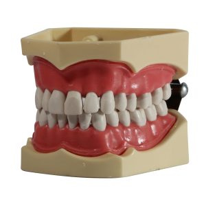 TIPODONTO TOTAL ADULTO ENCIA ROJA BISAGRA DE METAL