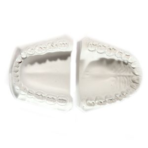 TIPODONTO DE YESO ADULTO DENTADO