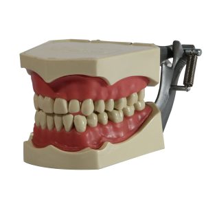 TIPODONTO ENCIA NATURAL ATORNILLADO (CON 32 PIEZAS)